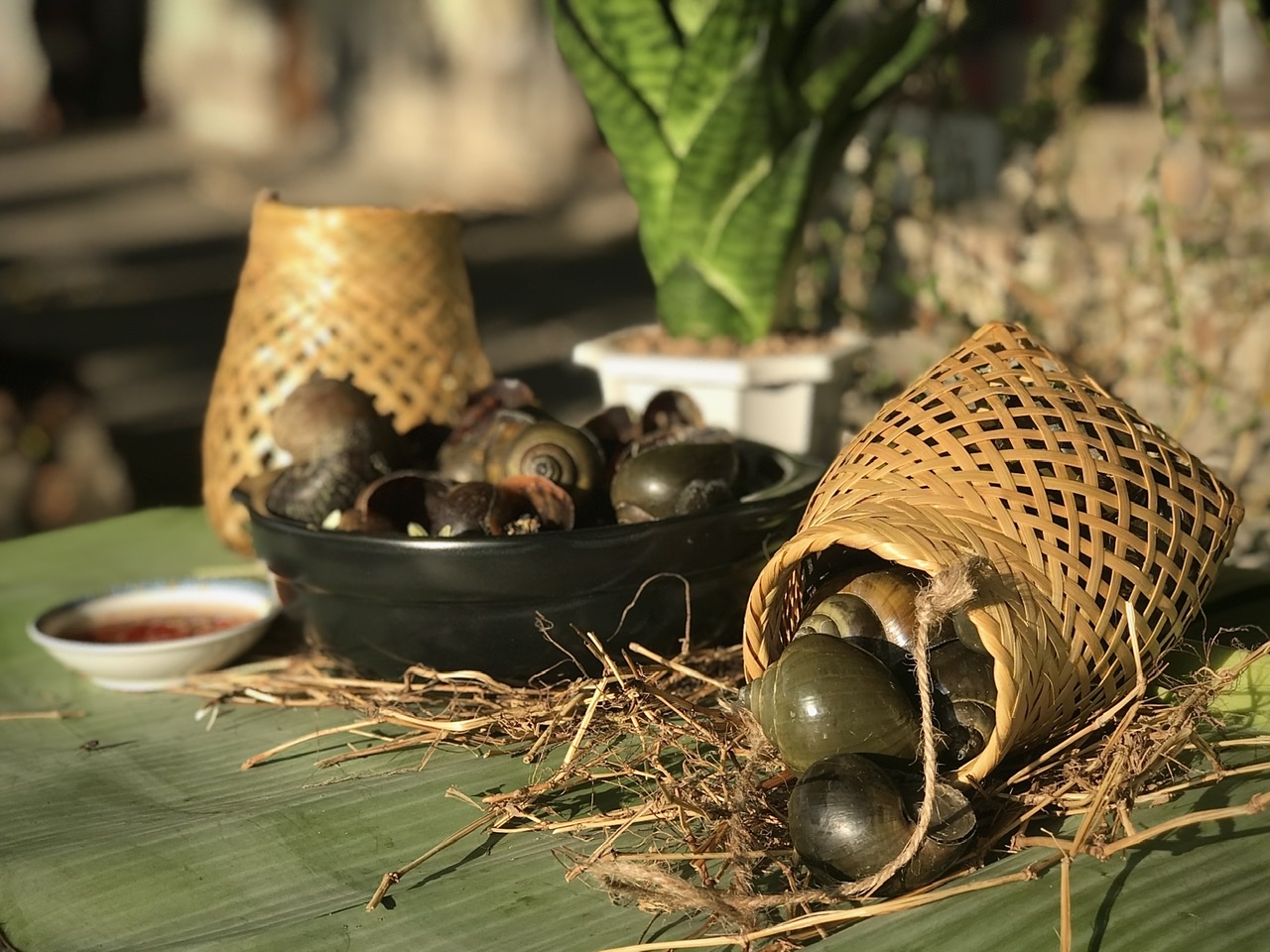 Ốc gác bếp là gì?