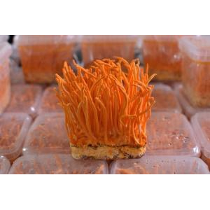 Nấm đông trùng hạ thảo Cordyceps militaris